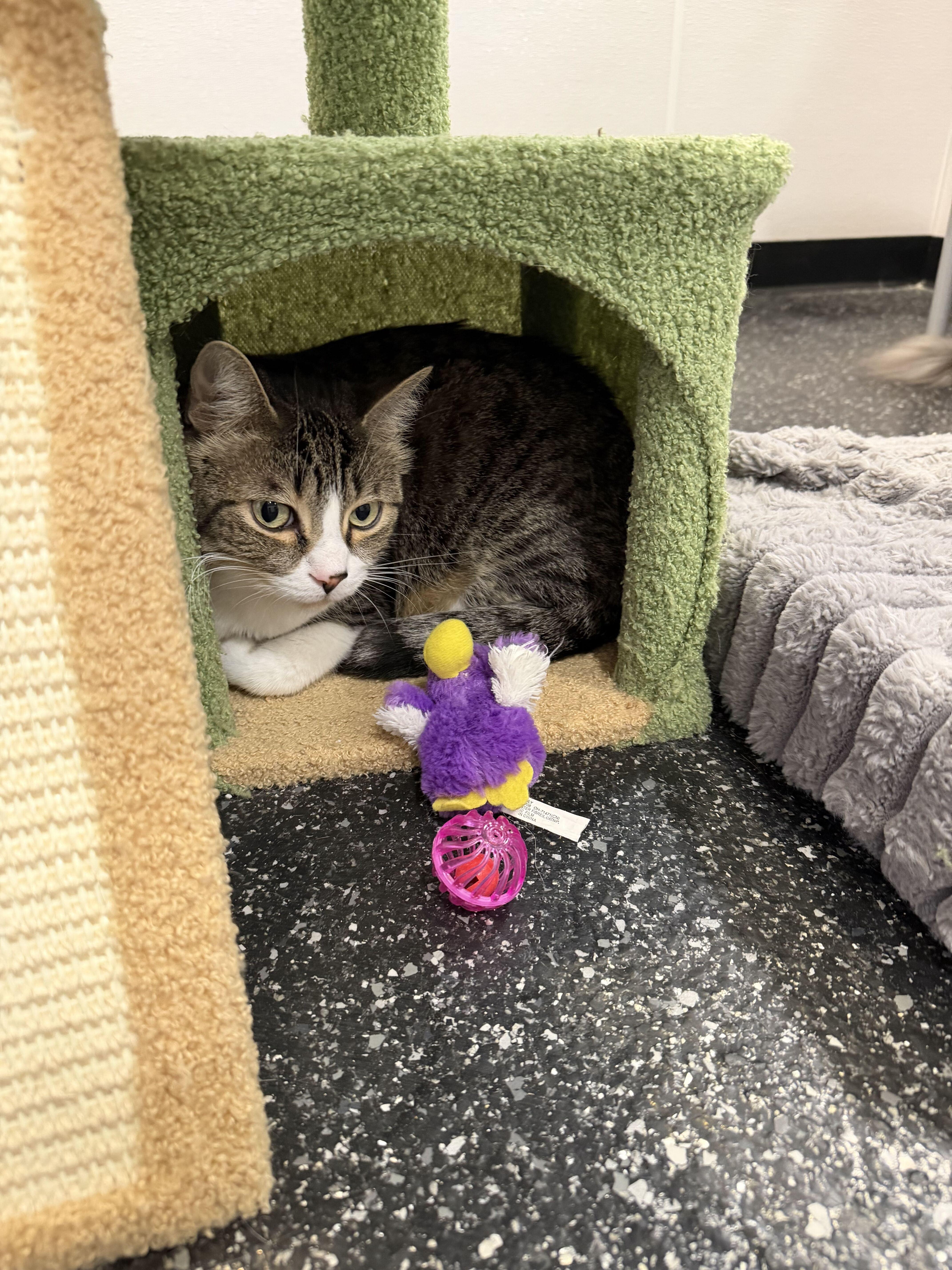 Enlarge Lily and Lenny, a Adoptable Domestic Short Hair in Waltham, MA image 4/4