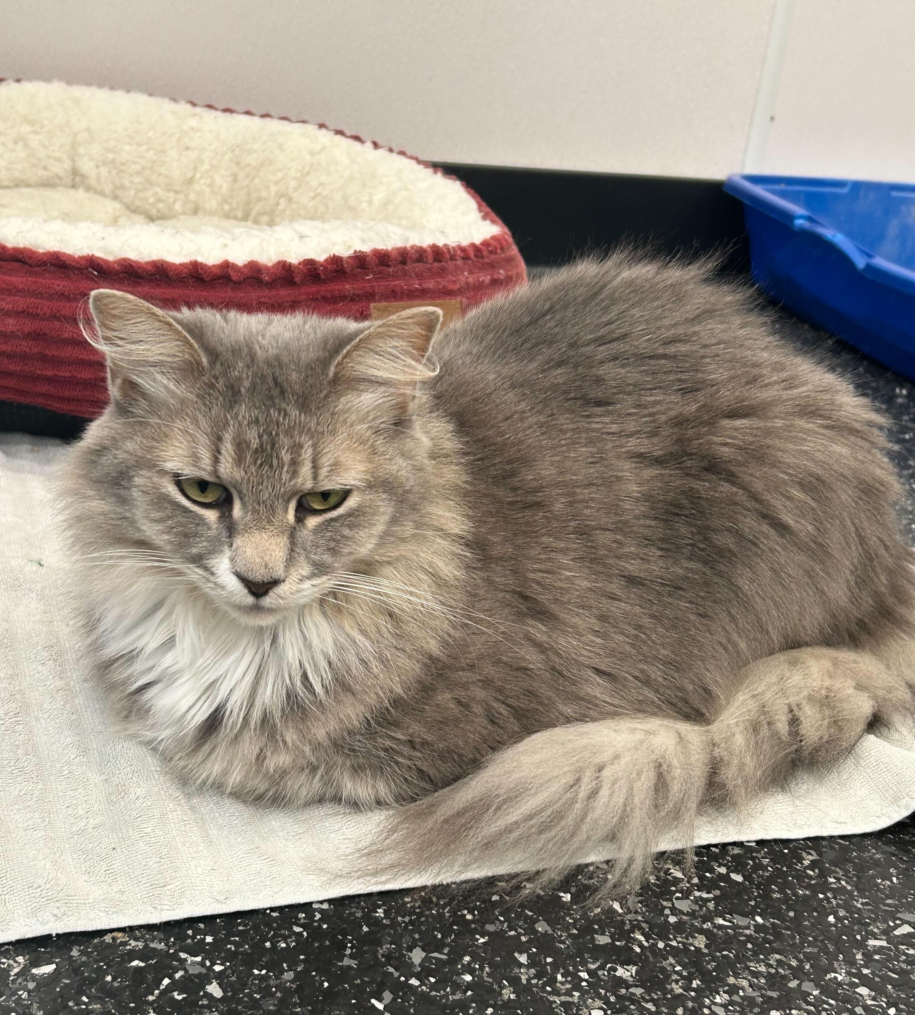 Enlarge Lily and Lenny, a Adoptable Domestic Short Hair in Waltham, MA image 3/4