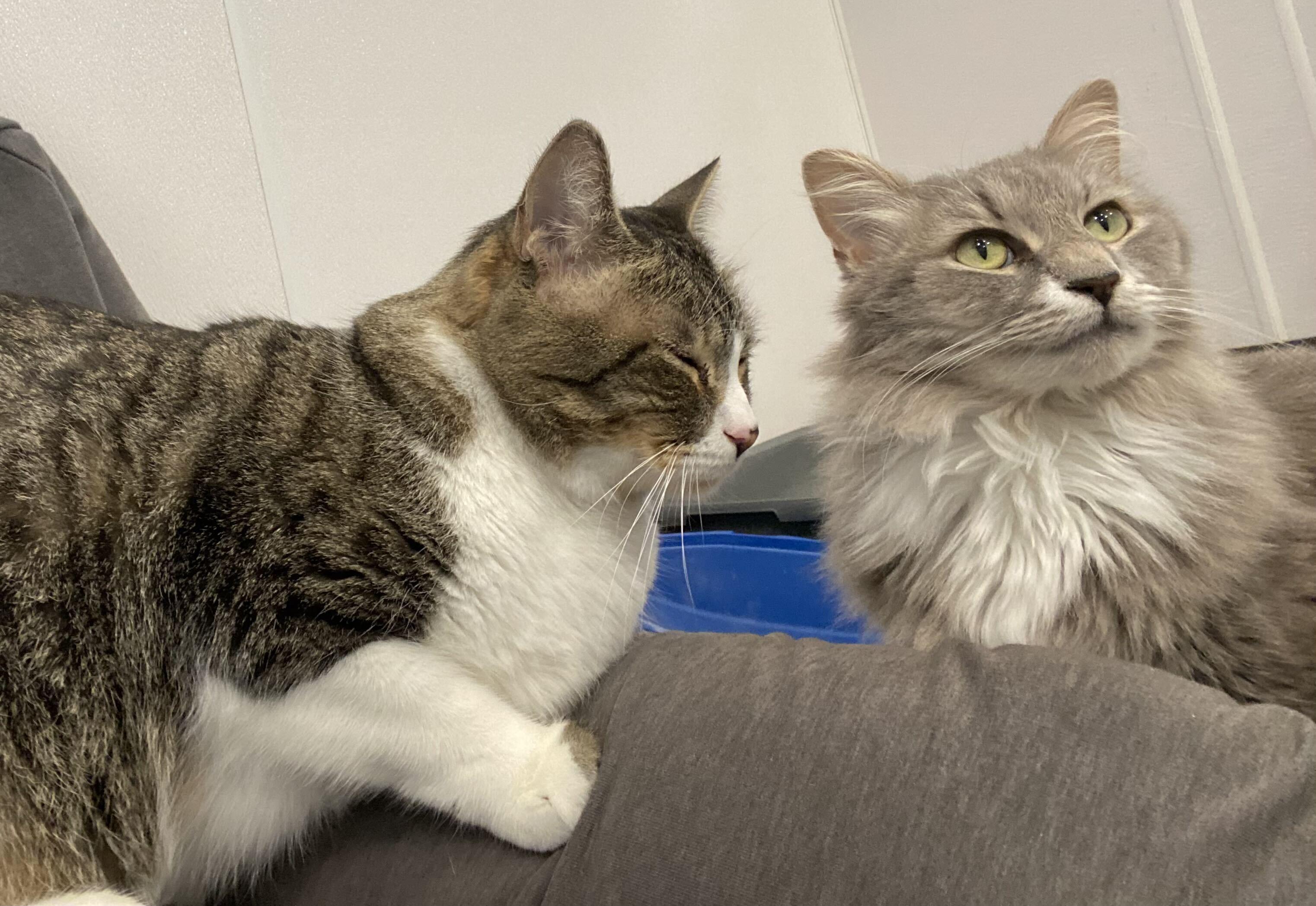 Lily and Lenny, Adopted, Adult Female Domestic Short Hair.