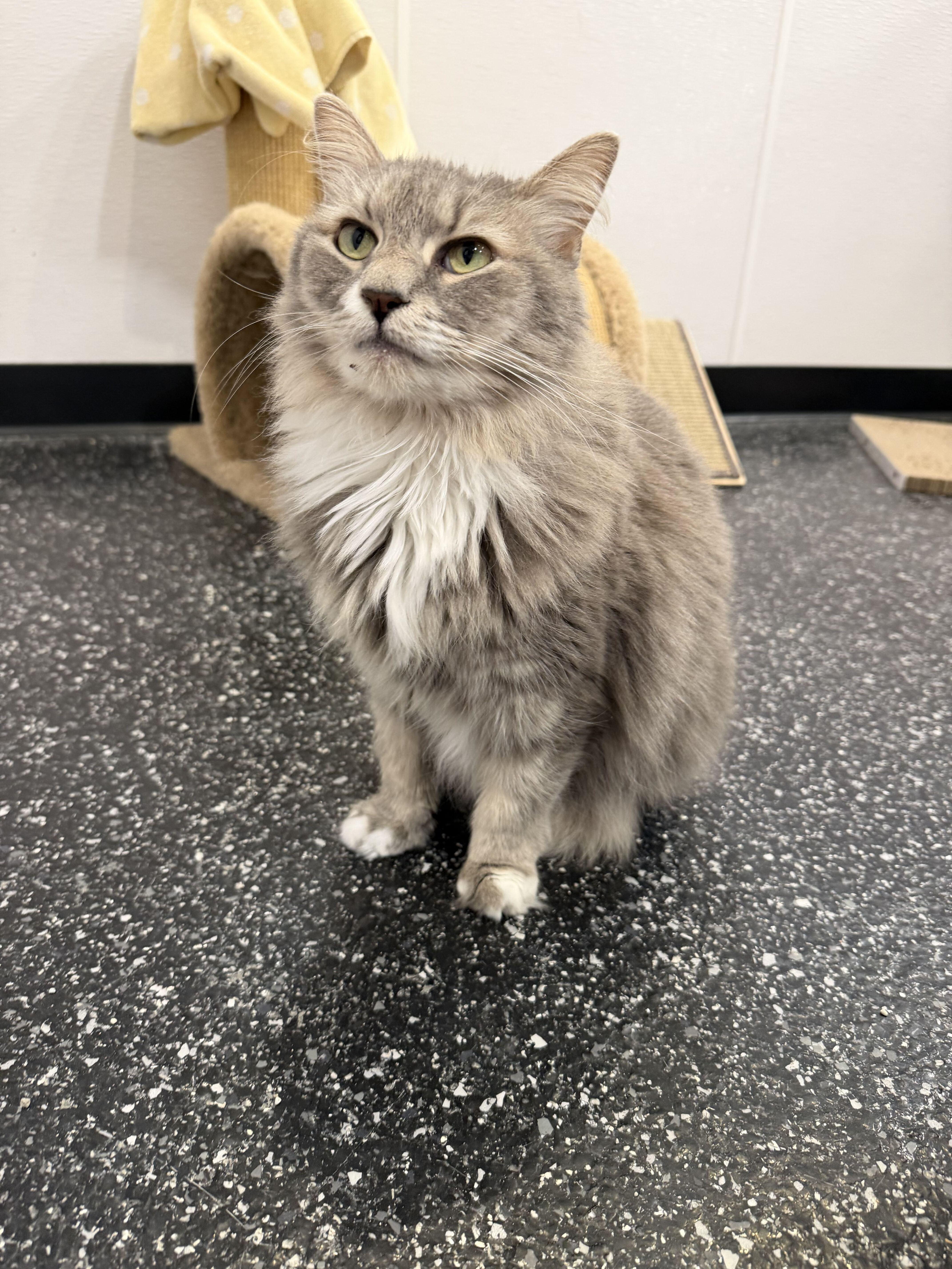 Enlarge Lily and Lenny, a Adoptable Domestic Short Hair in Waltham, MA image 1/4