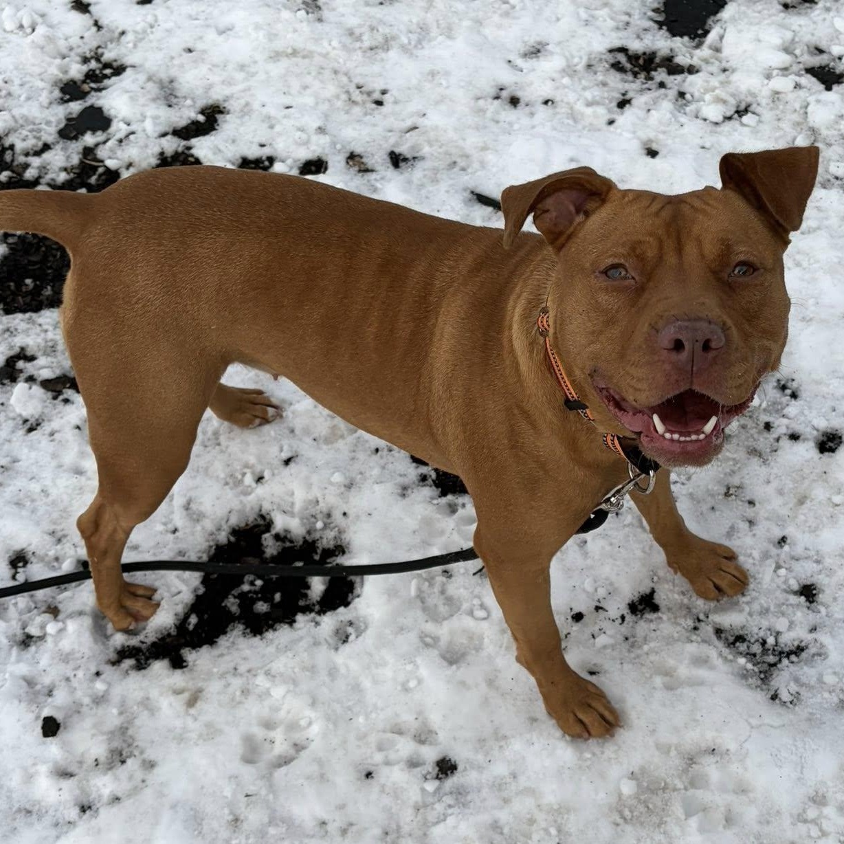 Honey, a Adoptable mixed breed in Washington, PA image 2/4