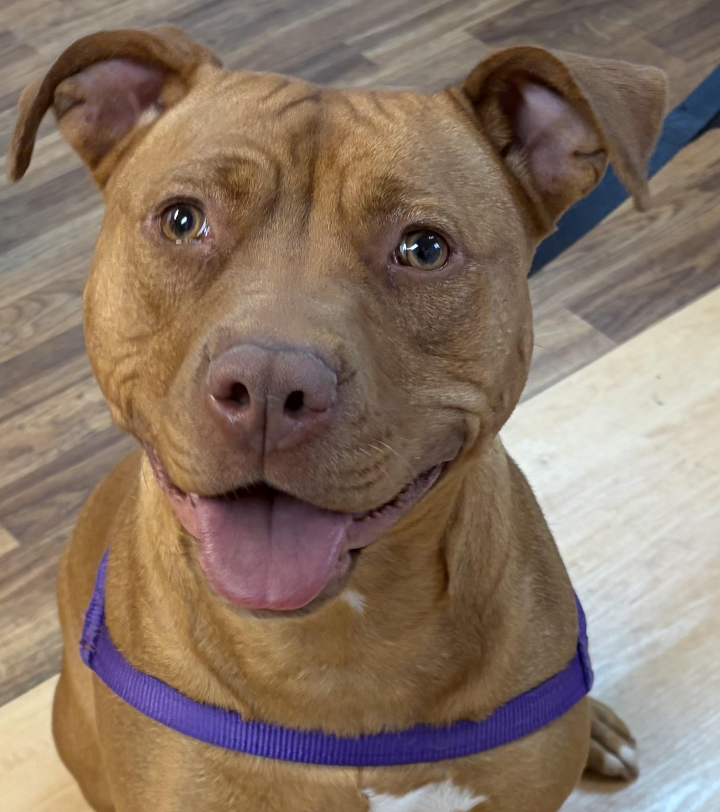 Honey, Adoptable, Young Female Pit Bull Terrier.