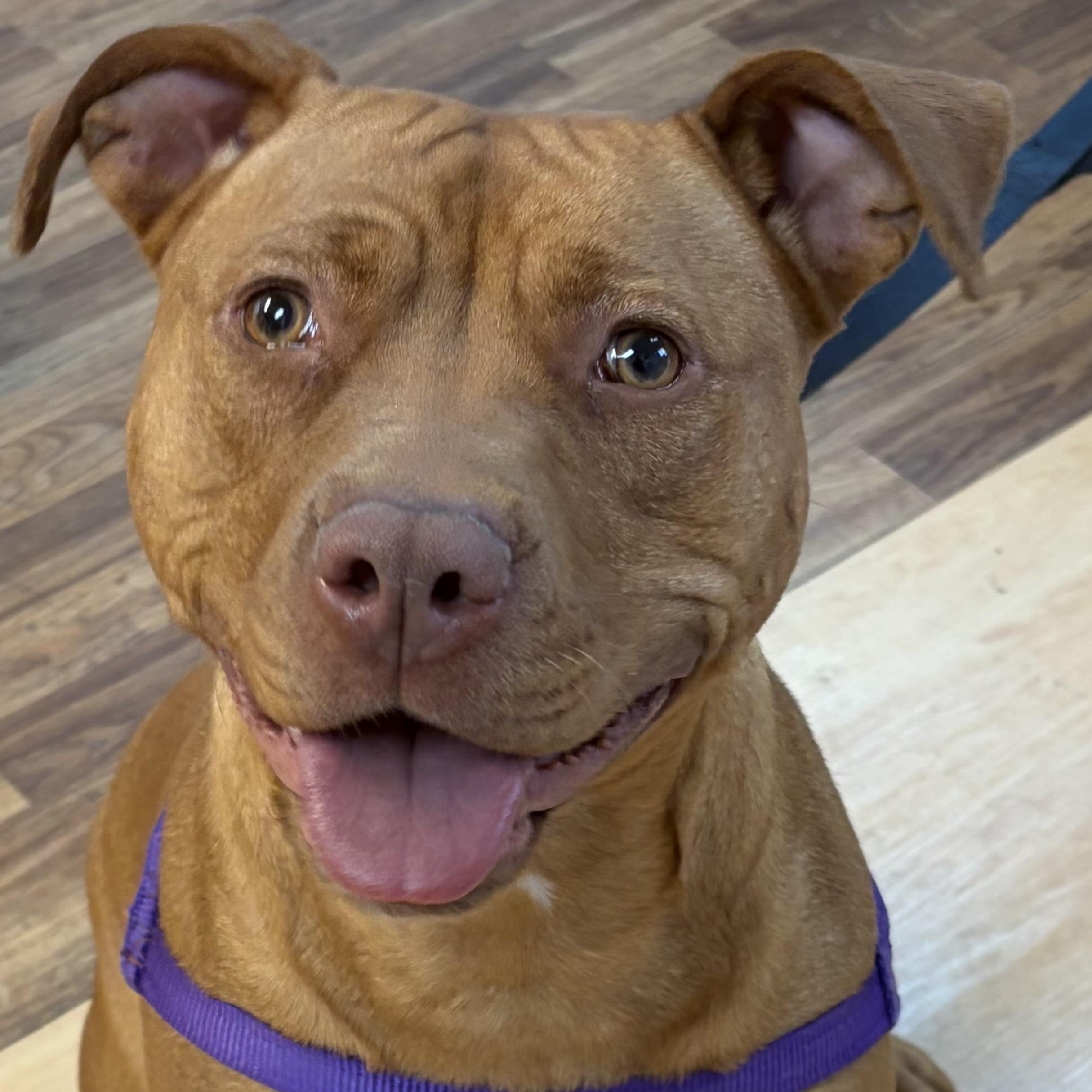 Honey, a Adoptable mixed breed in Washington, PA image 3/4