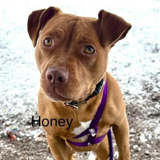 Honey, Adoptable, Young Female Pit Bull Terrier.