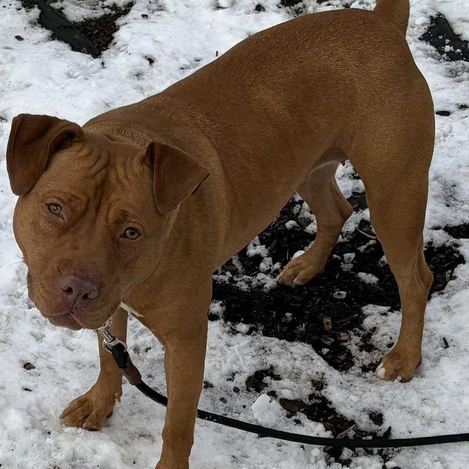 Honey, a Adoptable mixed breed in Washington, PA image 4/4