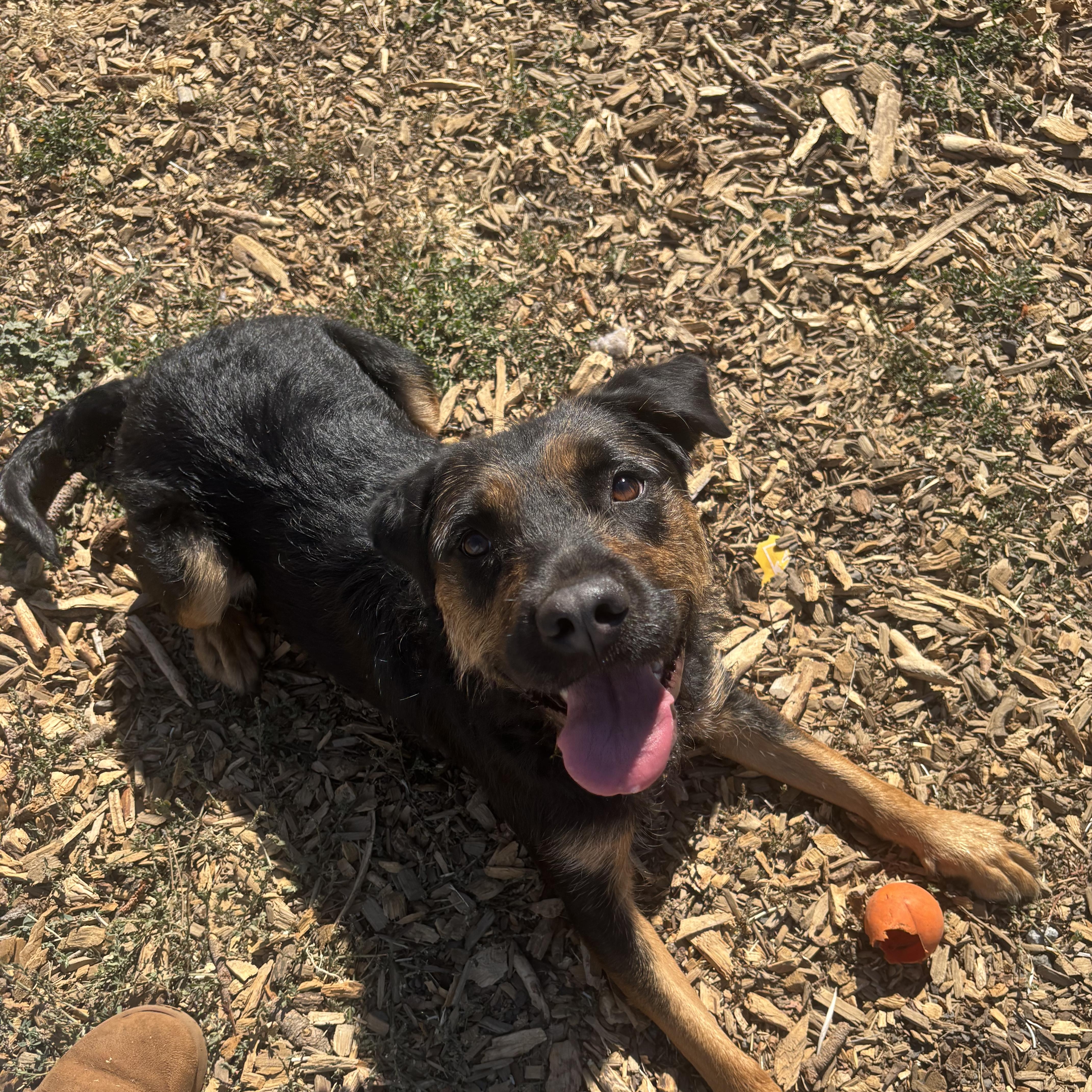 Enlarge Willow, a ADOPTABLE mixed breed in The Dalles, OR image 2/4