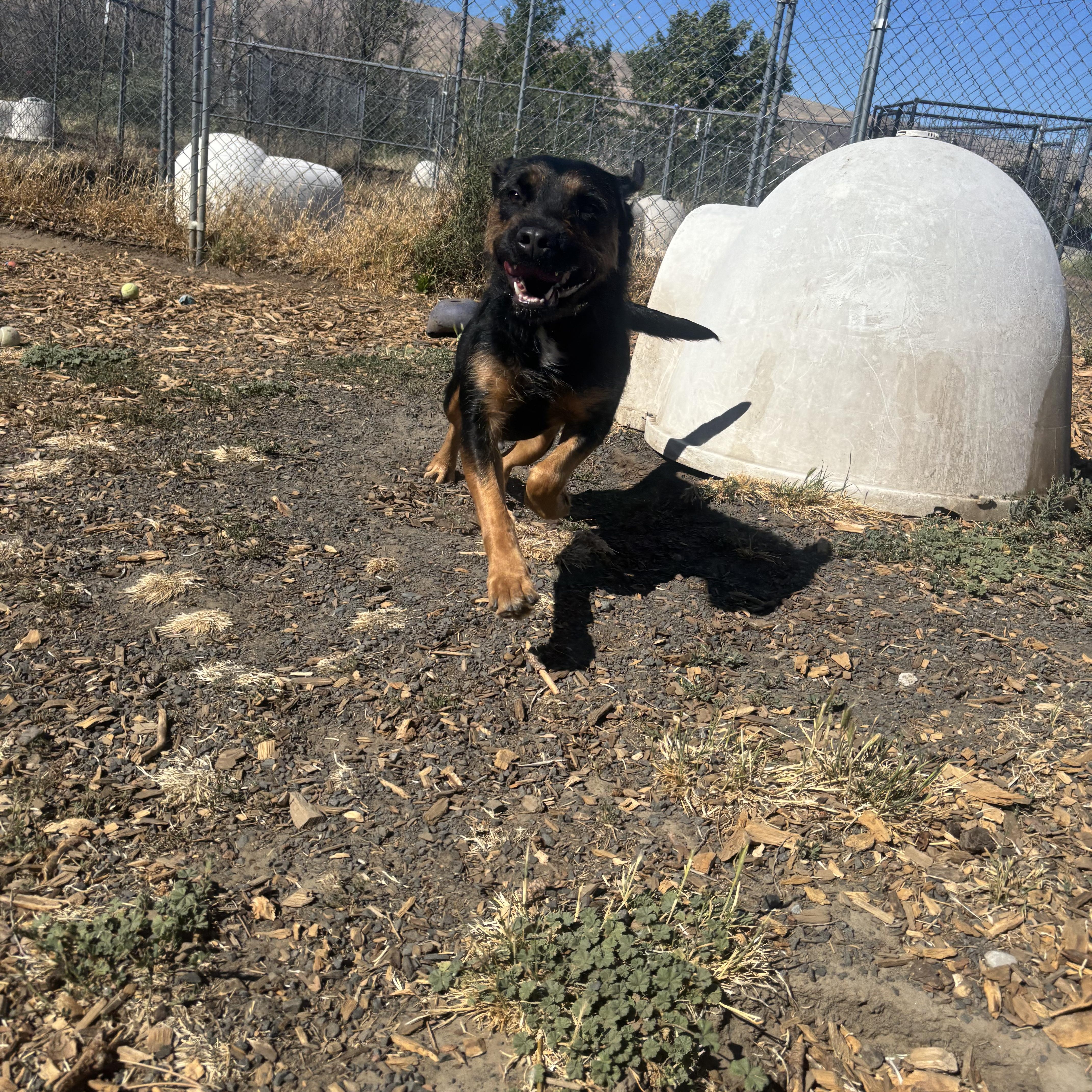 Enlarge Willow, a ADOPTABLE mixed breed in The Dalles, OR image 4/4