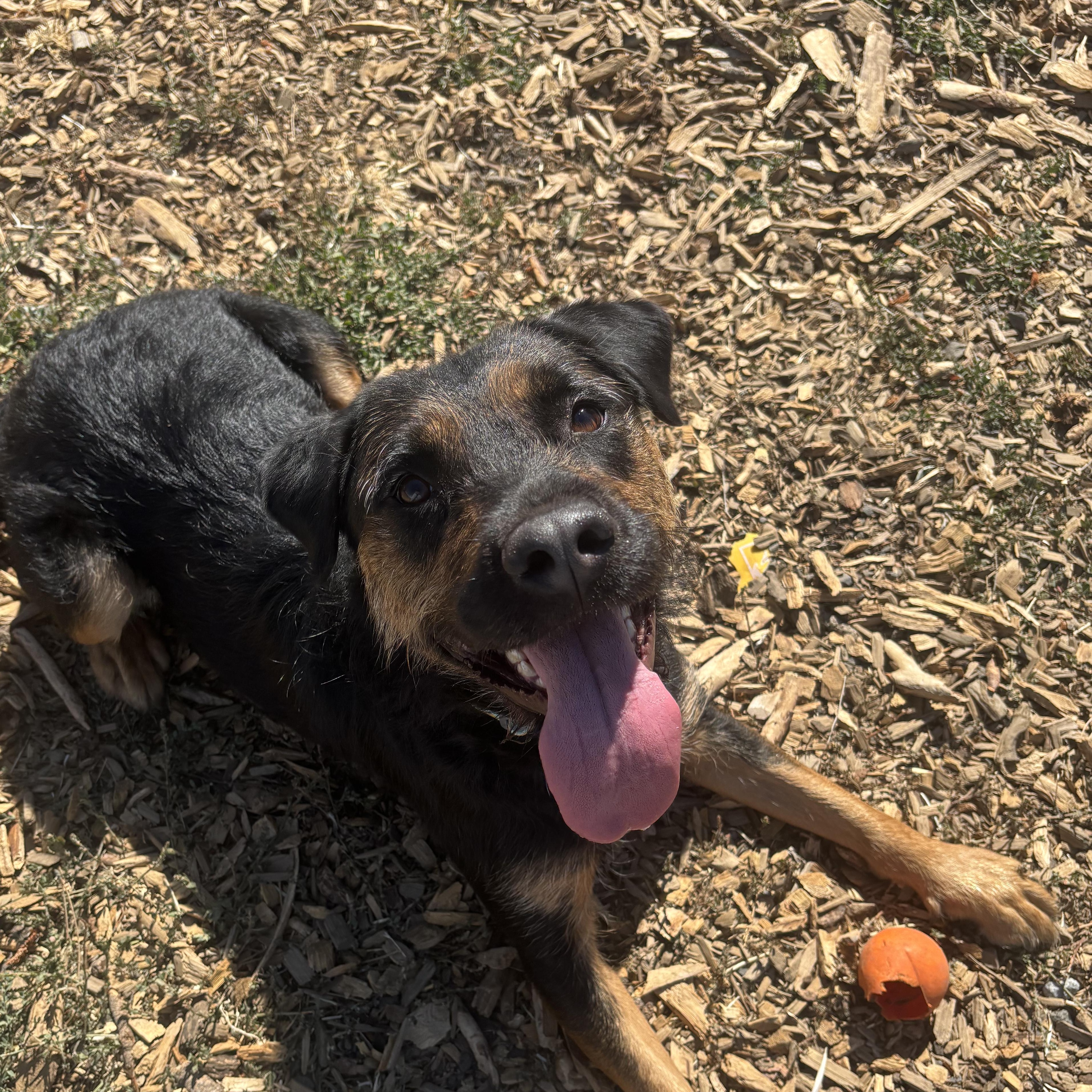 Enlarge Willow, a ADOPTABLE mixed breed in The Dalles, OR image 1/4