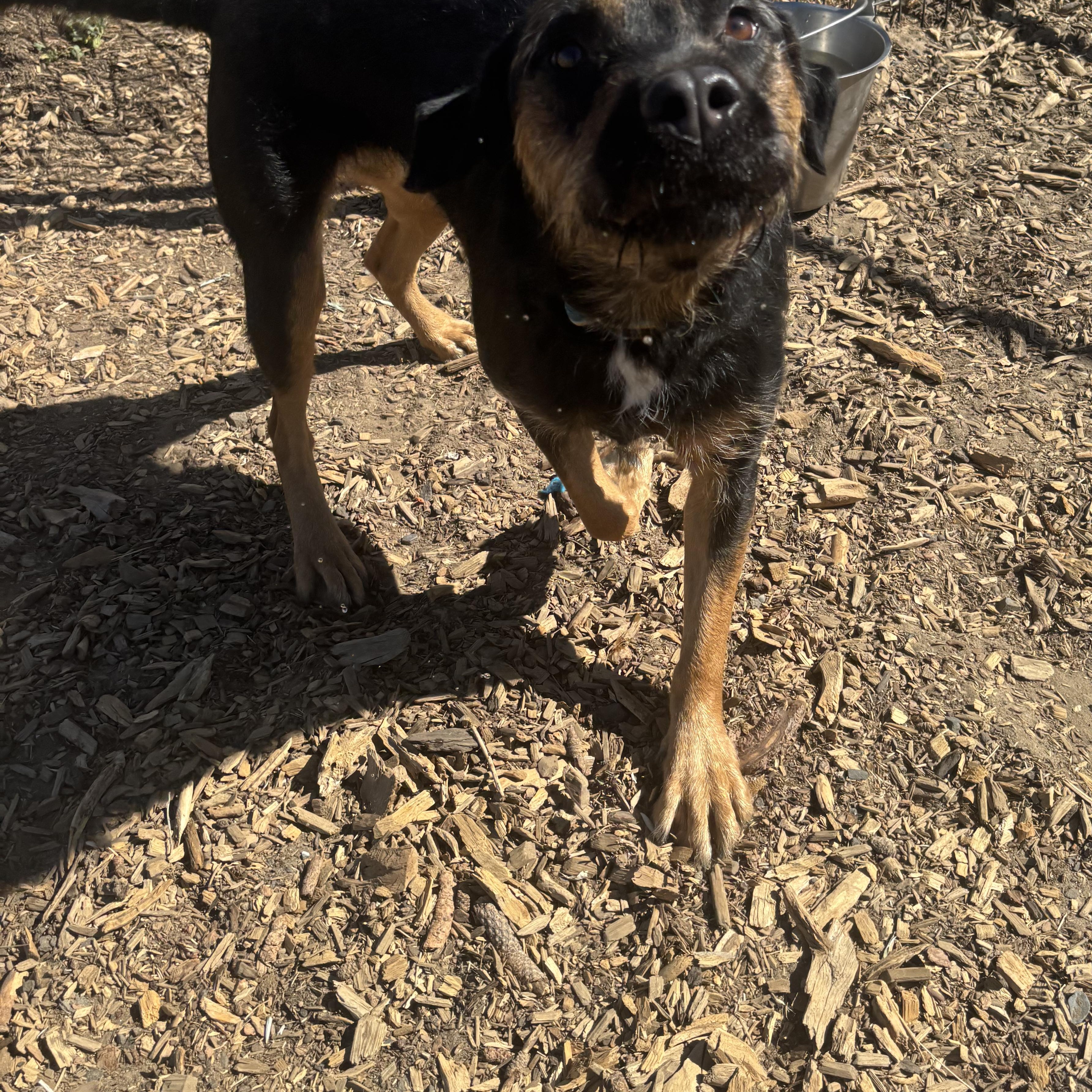Enlarge Willow, a ADOPTABLE mixed breed in The Dalles, OR image 3/4