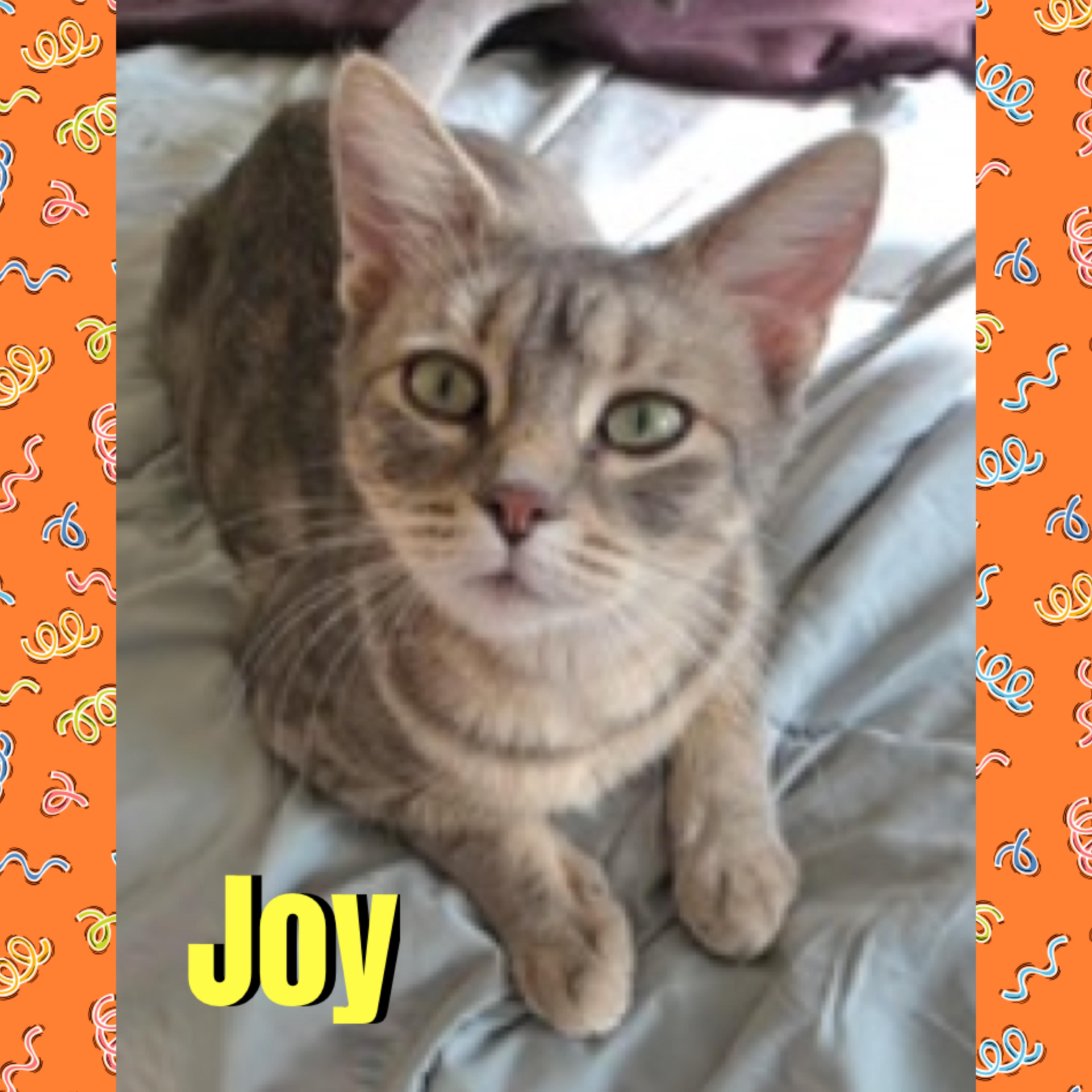 Enlarge Joy, a Adoptable mixed breed in Red Lodge, MT image 1/3