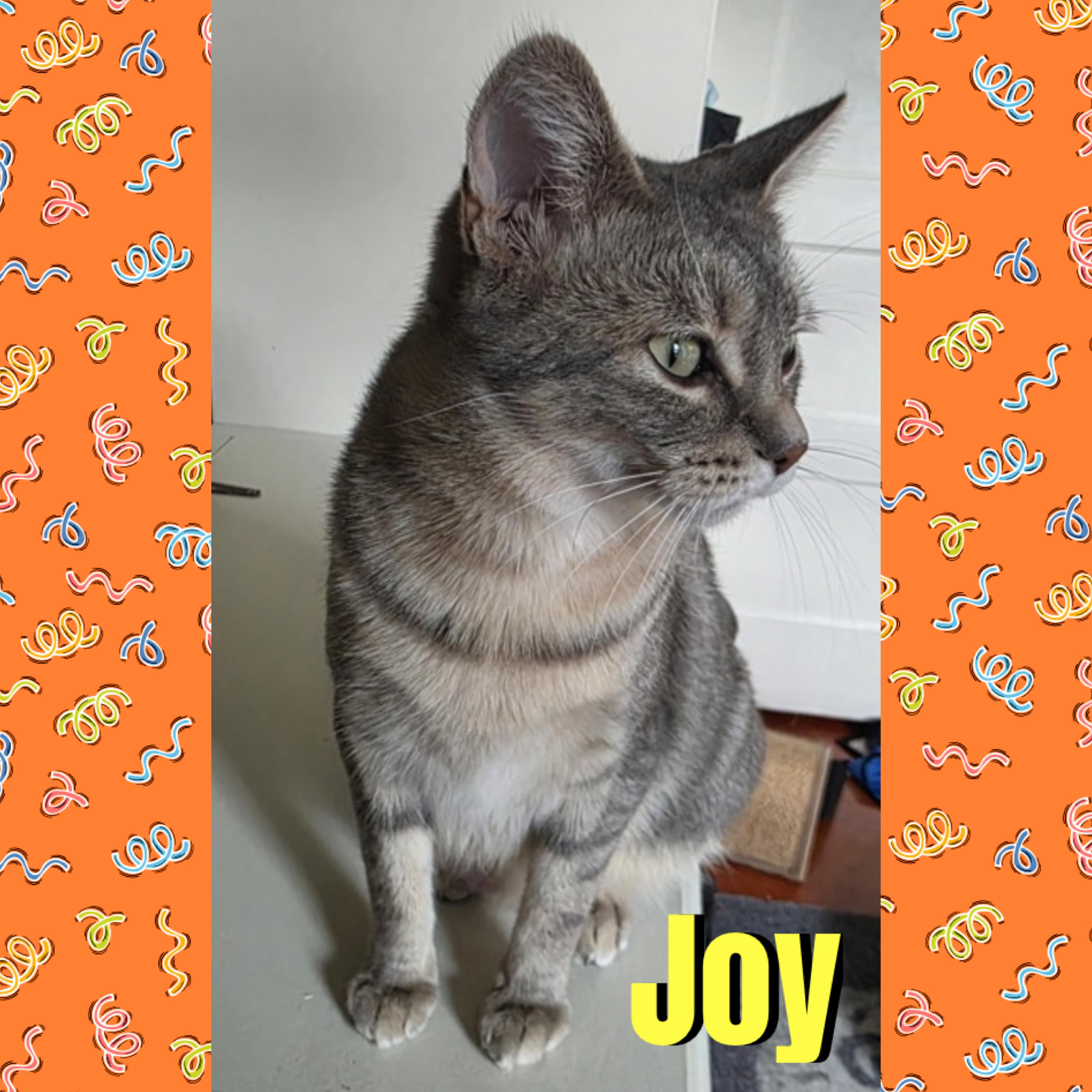 Enlarge Joy, a Adoptable mixed breed in Red Lodge, MT image 2/3