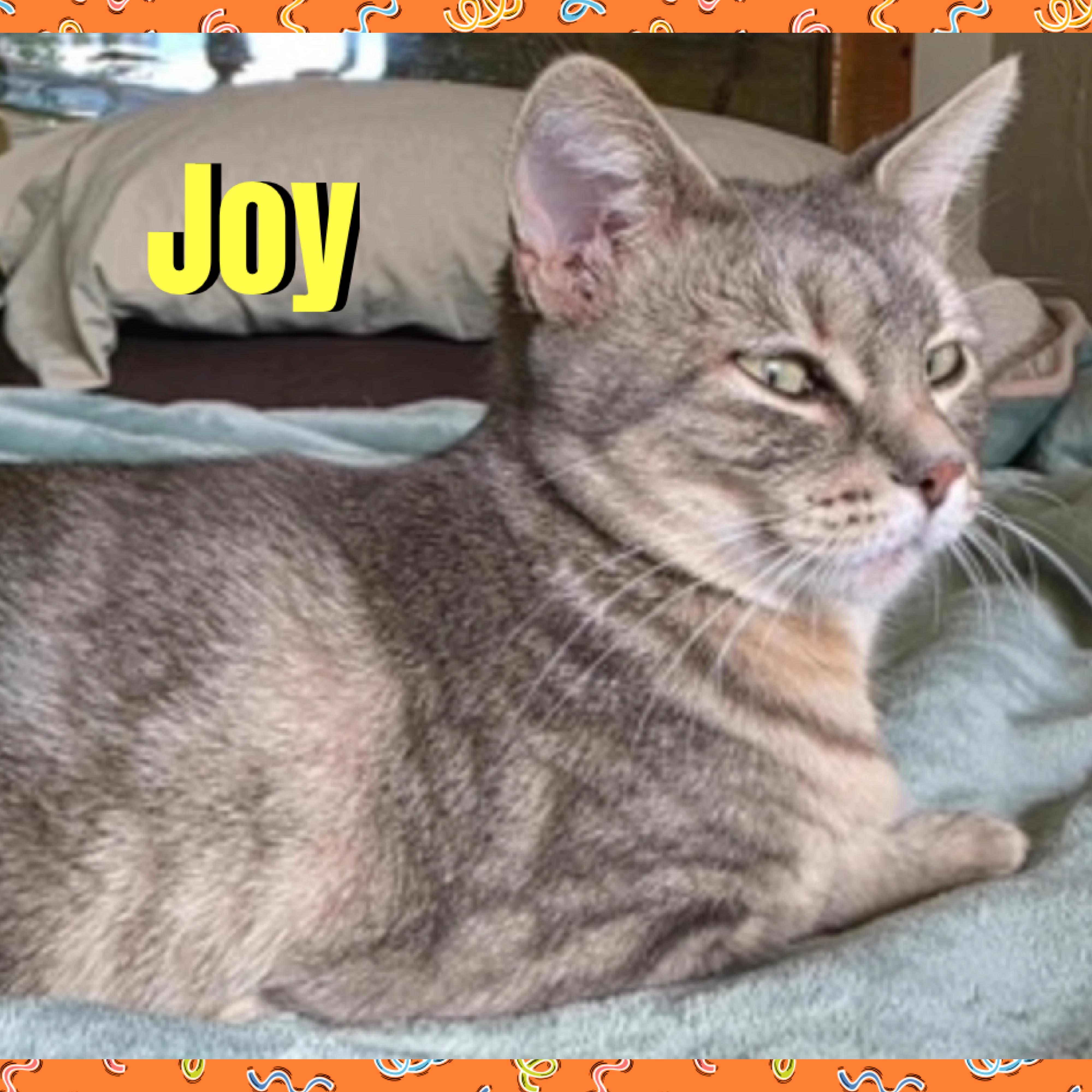 Enlarge Joy, a Adoptable mixed breed in Red Lodge, MT image 3/3