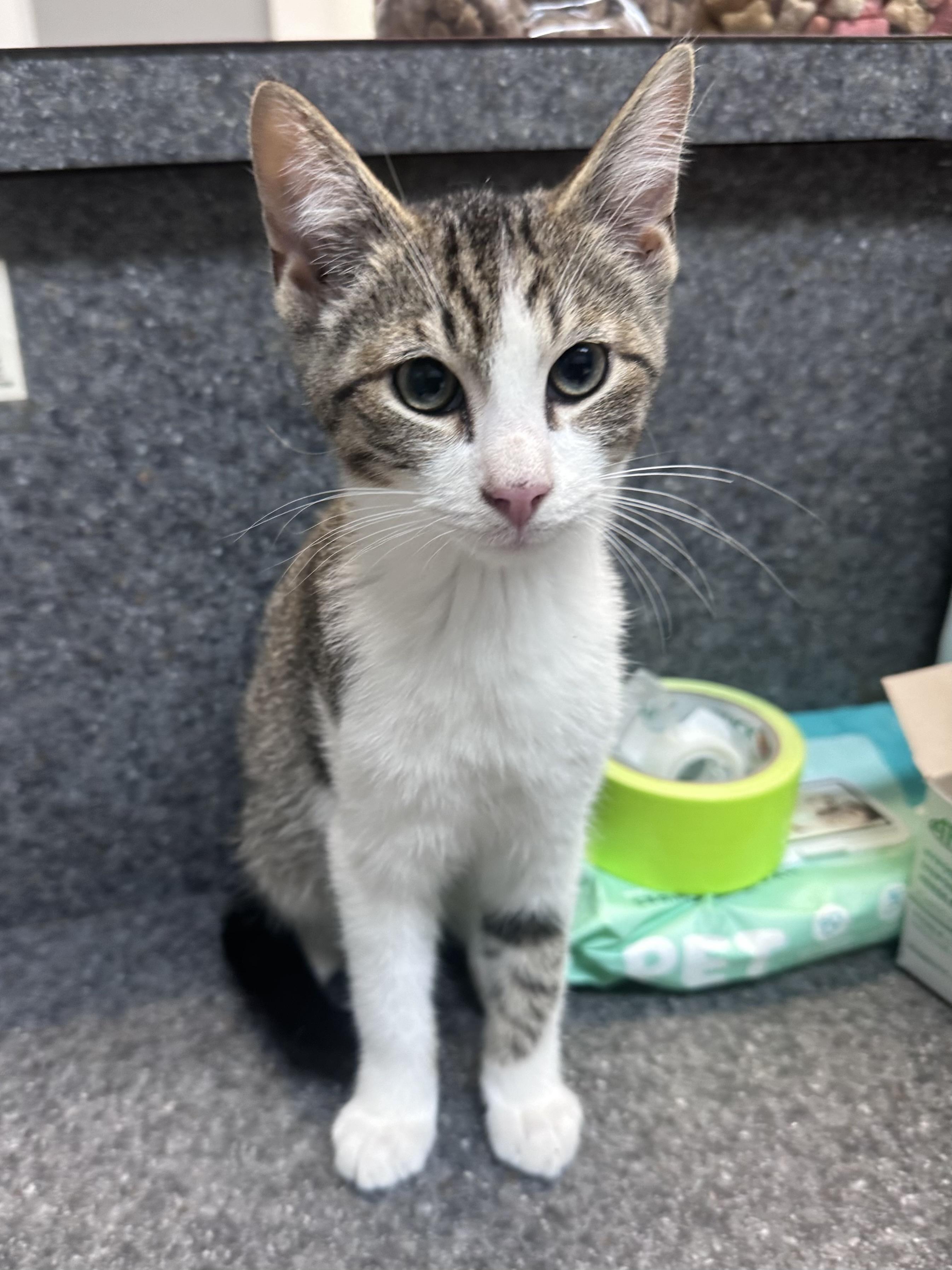 Sully, an adopted Domestic Short Hair in Dyersburg, TN image 1/2
