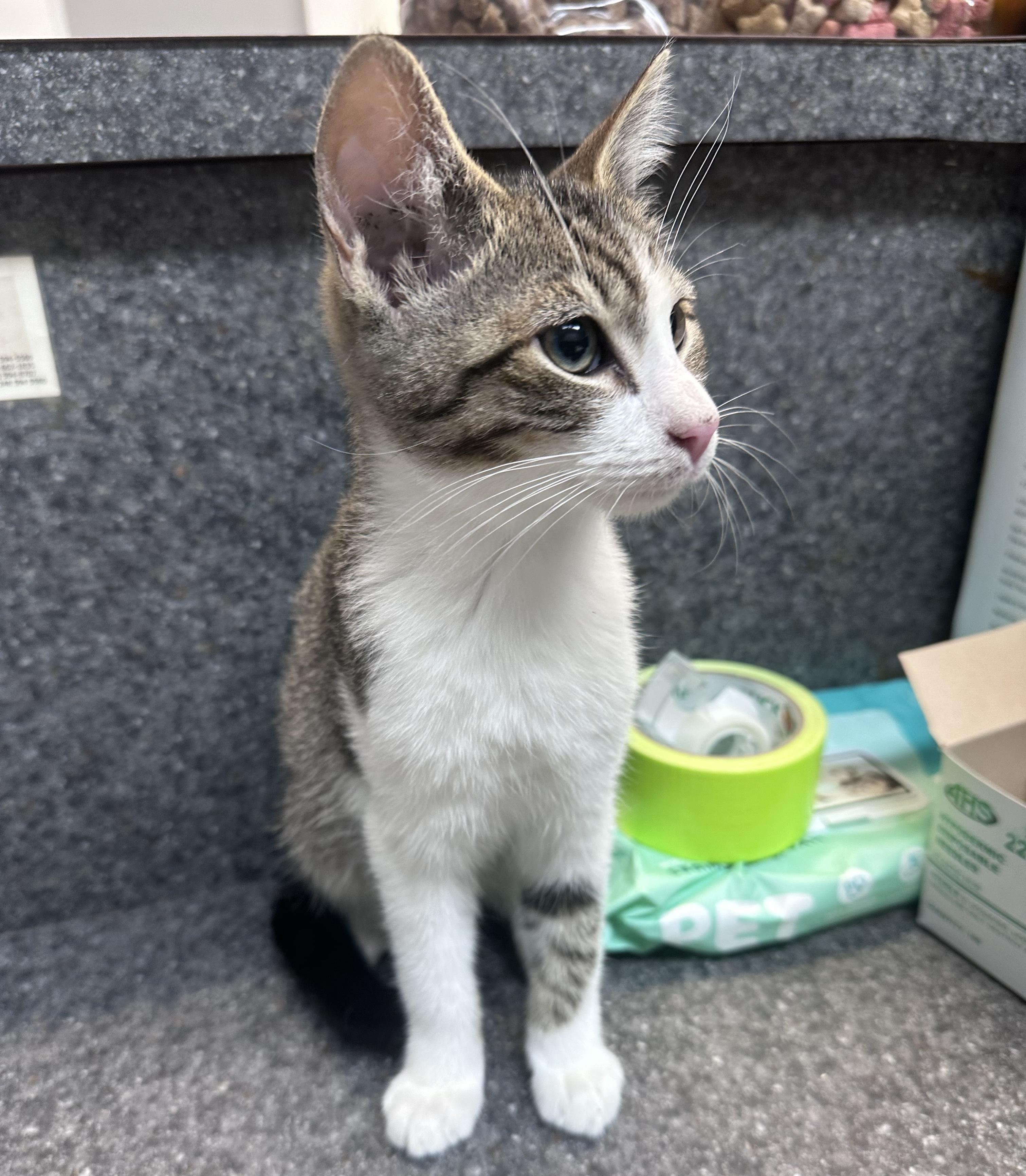 Sully, an adopted Domestic Short Hair in Dyersburg, TN image 2/2