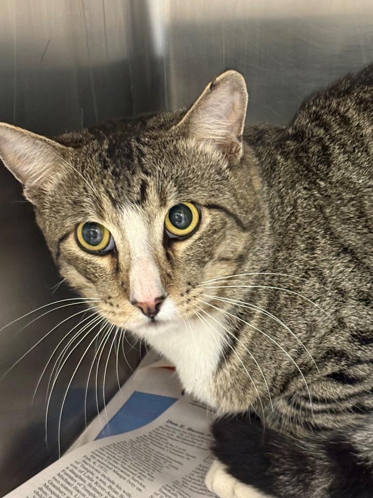 Elron, Adoptable, Adult Male Domestic Short Hair.