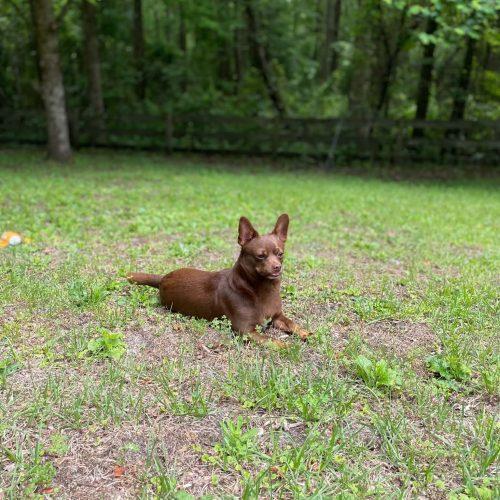 Enlarge Chico, a Adoptable Chihuahua in Wilmington, NC image 1/6