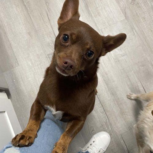 Enlarge Chico, a Adoptable Chihuahua in Wilmington, NC image 2/6