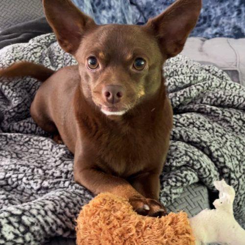 Enlarge Chico, a Adoptable Chihuahua in Wilmington, NC image 3/6