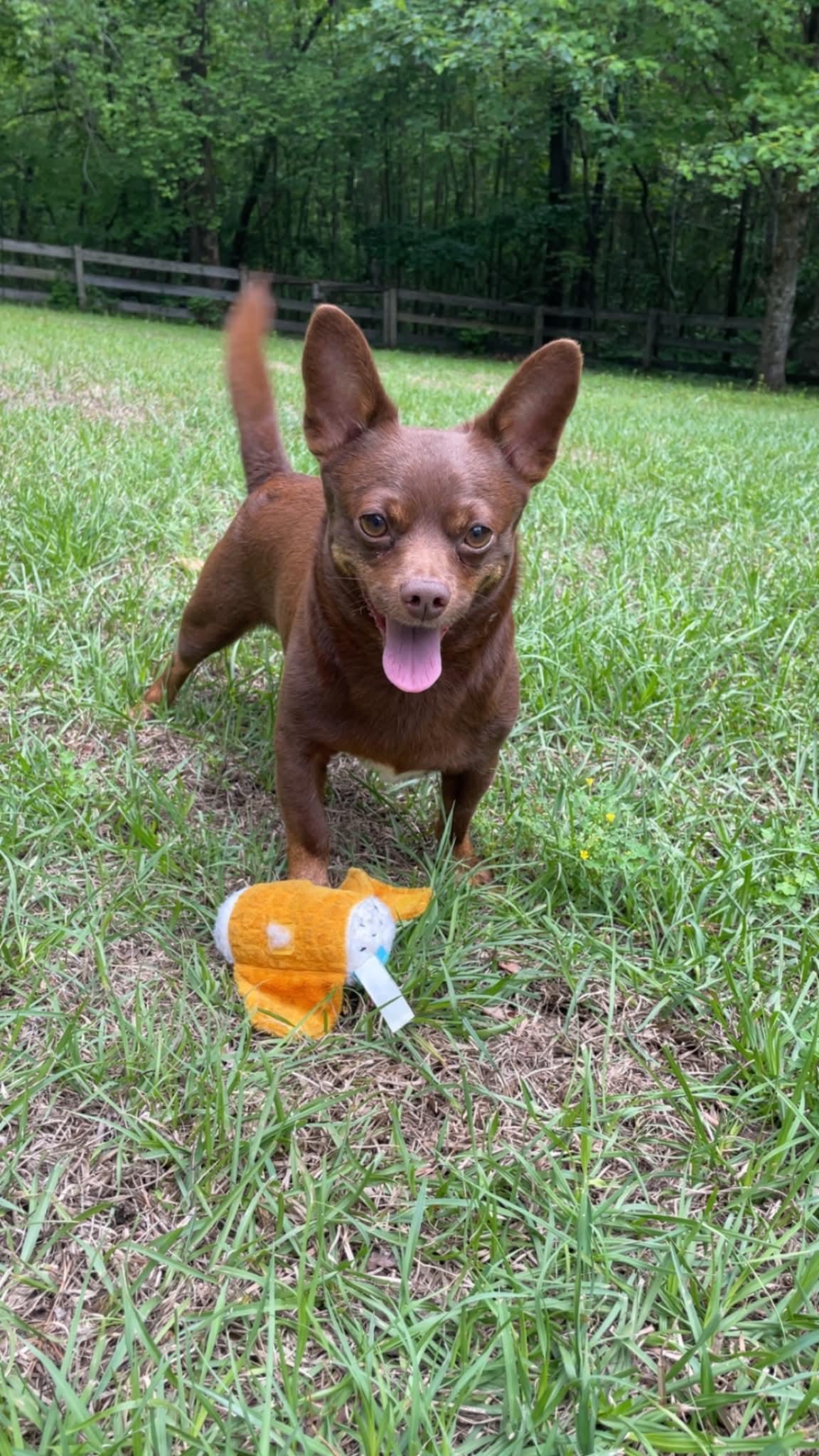 Enlarge Chico, a Adoptable Chihuahua in Wilmington, NC image 4/6