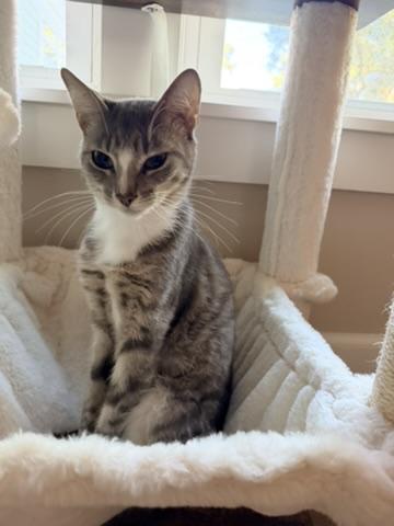 Enlarge Dabo, a Adopted Extra-Toes Cat / Hemingway Polydactyl in Mount Pleasant, SC image 1/5