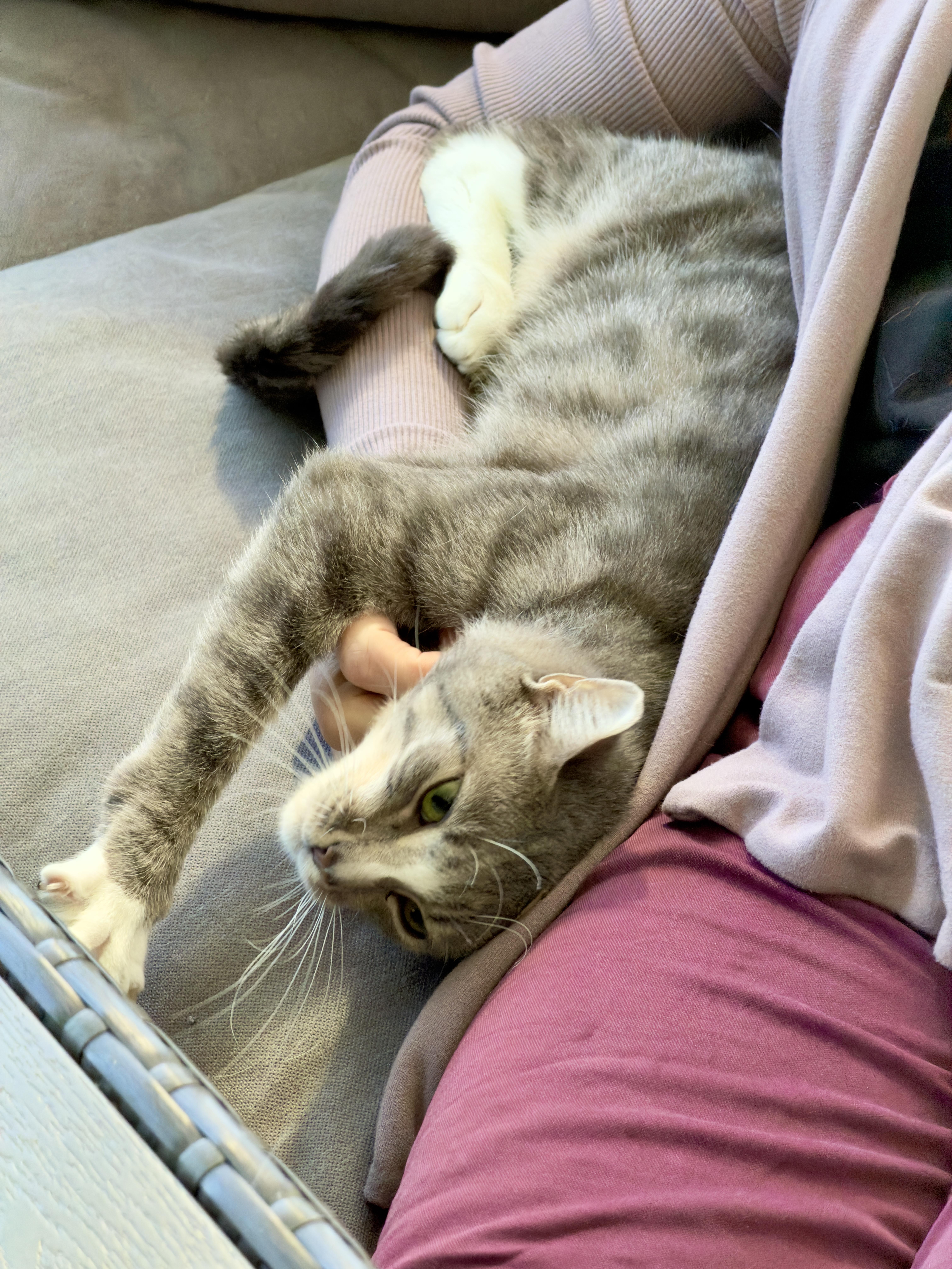 Enlarge Dabo, a Adopted Extra-Toes Cat / Hemingway Polydactyl in Mount Pleasant, SC image 2/5