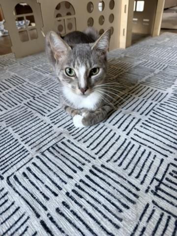 Enlarge Dabo, a Adopted Extra-Toes Cat / Hemingway Polydactyl in Mount Pleasant, SC image 3/5