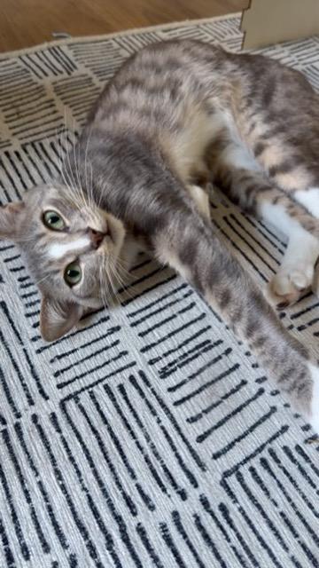 Enlarge Dabo, a Adopted Extra-Toes Cat / Hemingway Polydactyl in Mount Pleasant, SC image 4/5