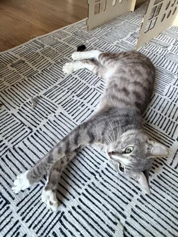 Enlarge Dabo, a Adopted Extra-Toes Cat / Hemingway Polydactyl in Mount Pleasant, SC image 5/5