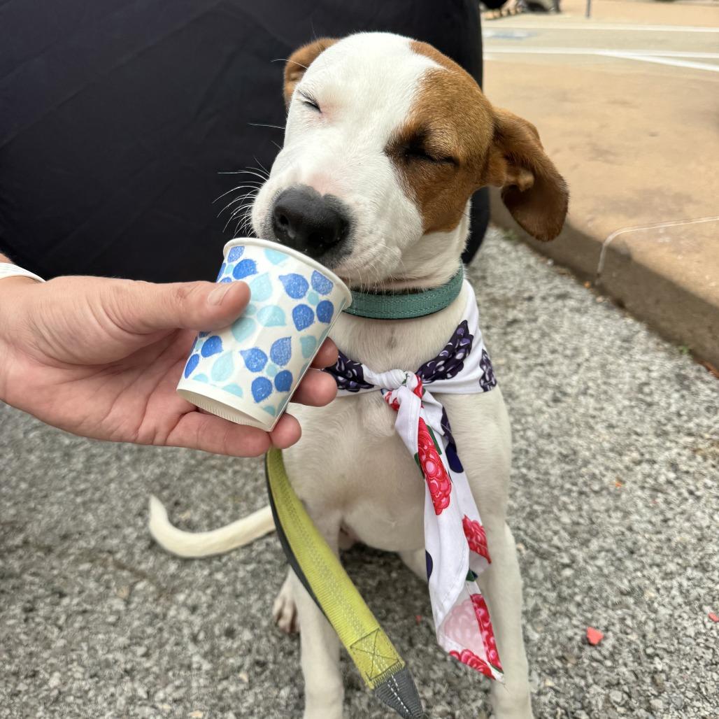 Firefly, Adoptable, Puppy Female Pit Bull Terrier & Mixed Breed.