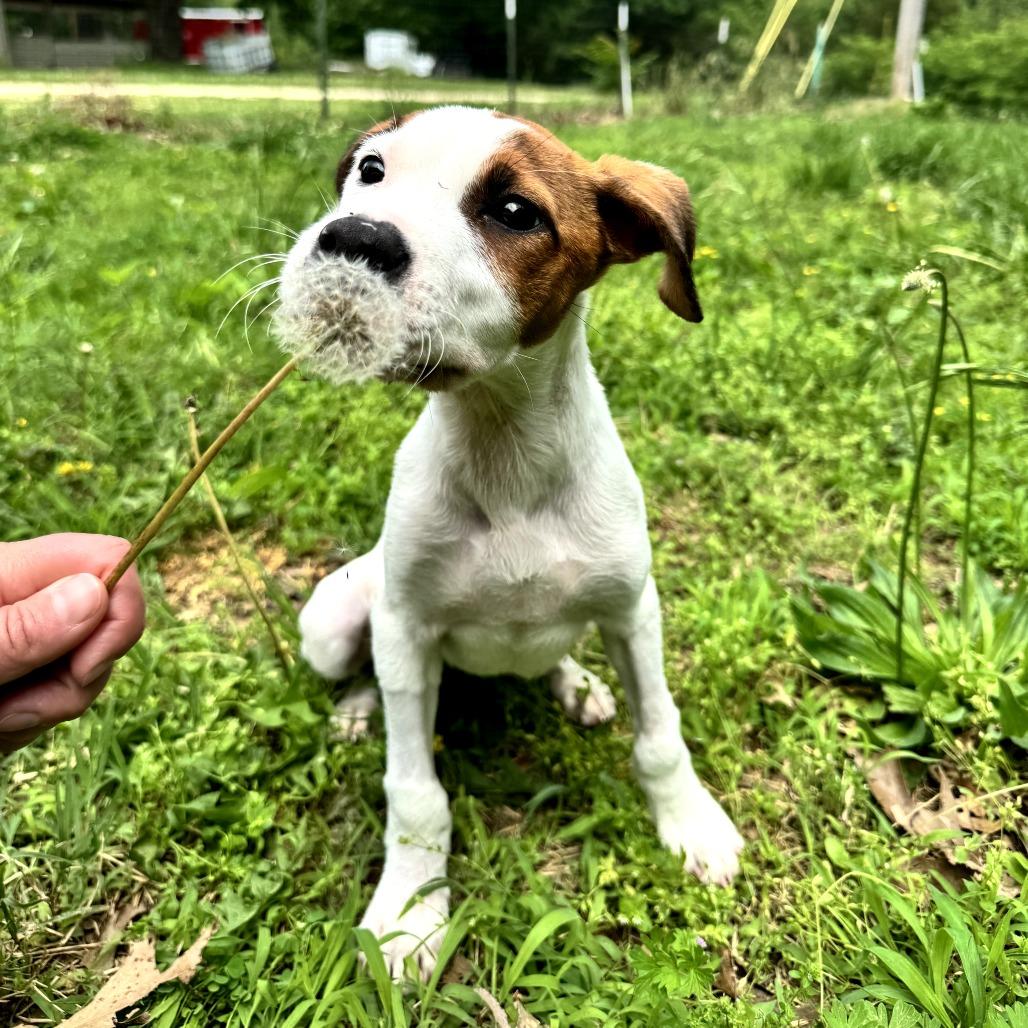 Firefly, a Adoptable mixed breed in Fayetteville, AR image 2/6