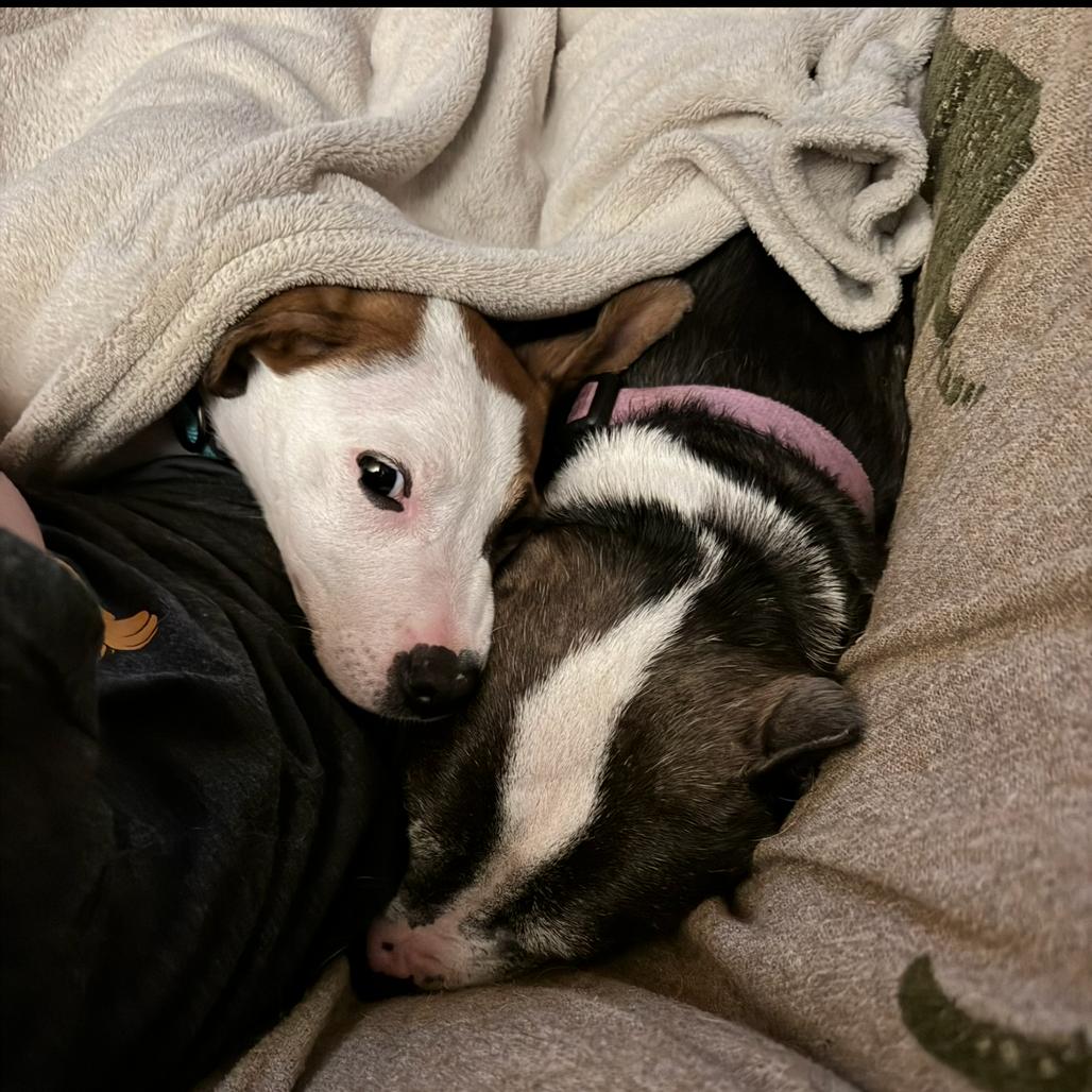 Firefly, a Adoptable mixed breed in Fayetteville, AR image 3/6