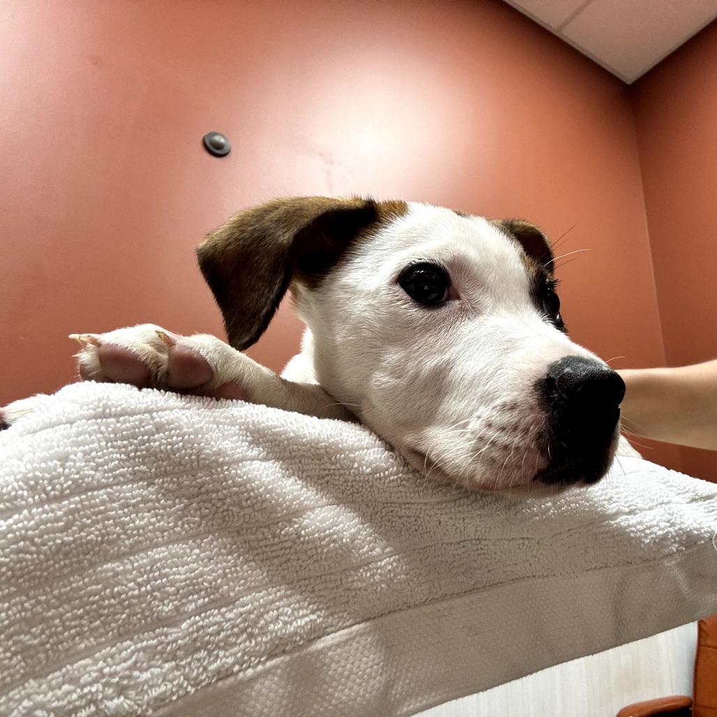 Firefly, a Adoptable mixed breed in Fayetteville, AR image 5/6