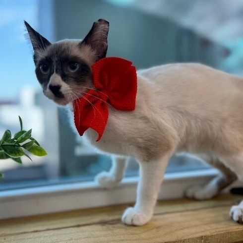 Bandit Boo — thumbnail 3