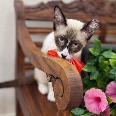 Bandit Boo — thumbnail 4