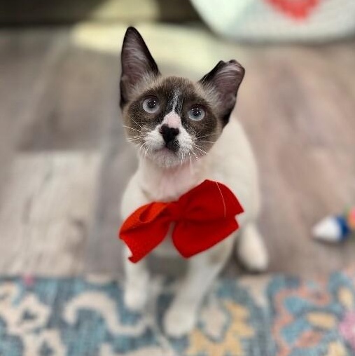 Bandit Boo — thumbnail 5