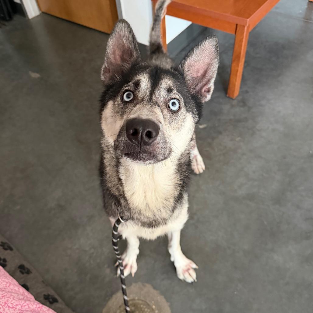 Nala, Adoptable, Adult Female Mixed Breed & Shepherd.