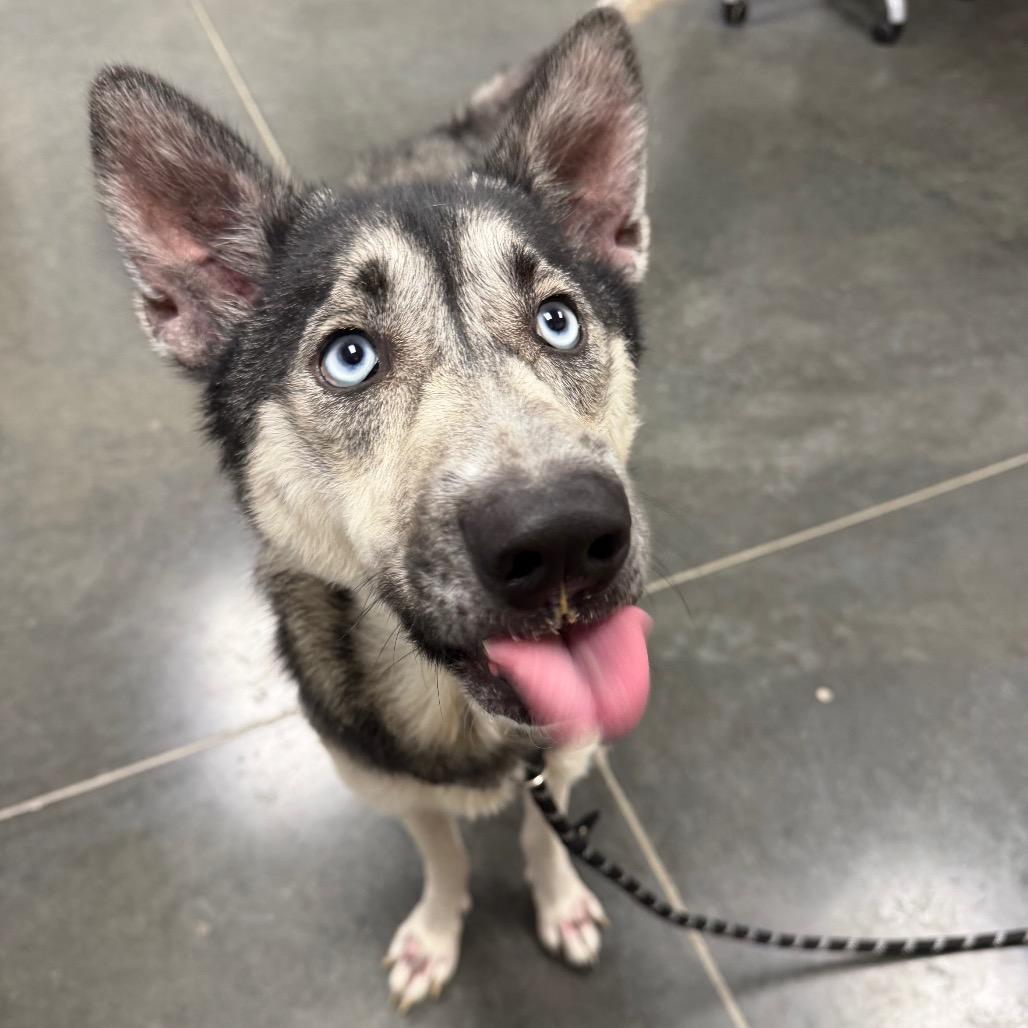 Enlarge Nala, a Adoptable mixed breed in Dickinson, TX image 2/6