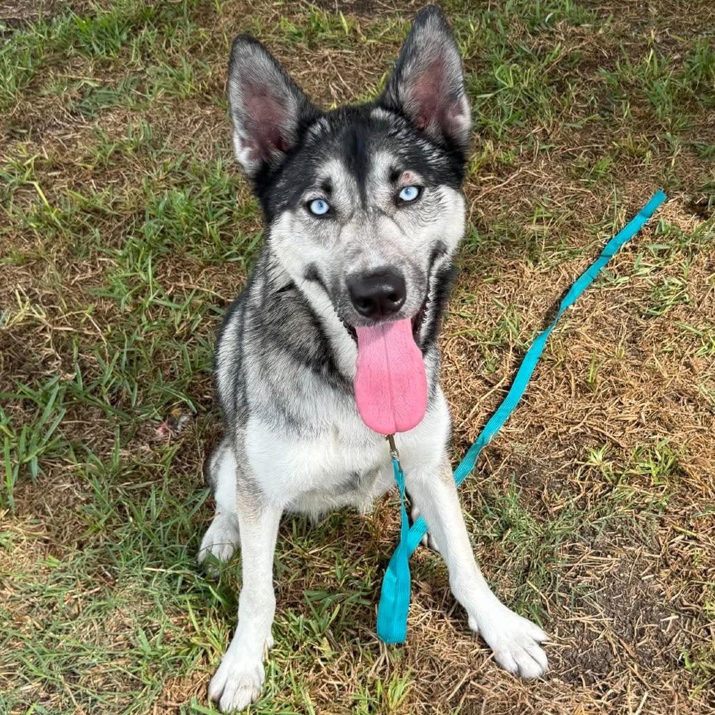 Enlarge Nala, a Adoptable mixed breed in Dickinson, TX image 3/6