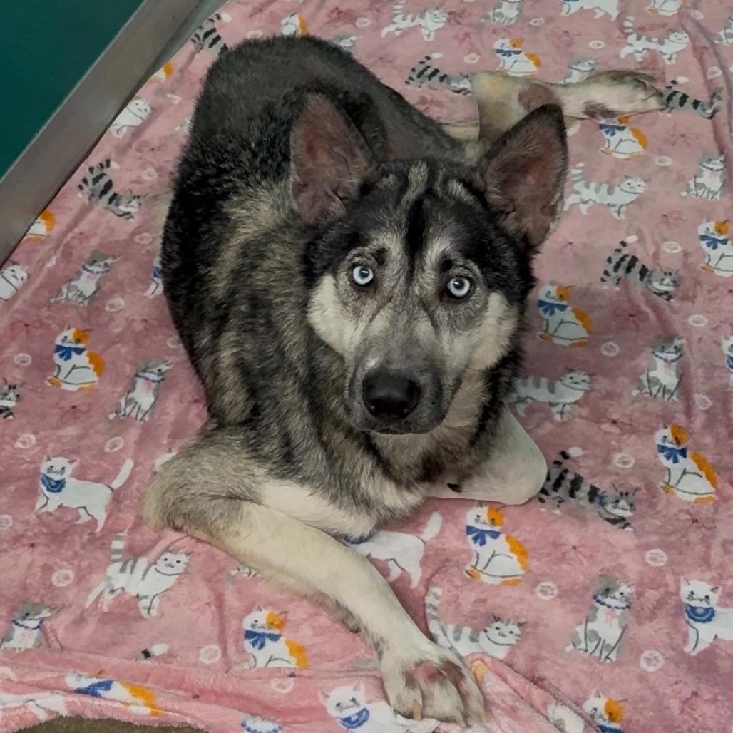 Enlarge Nala, a Adoptable mixed breed in Dickinson, TX image 4/6