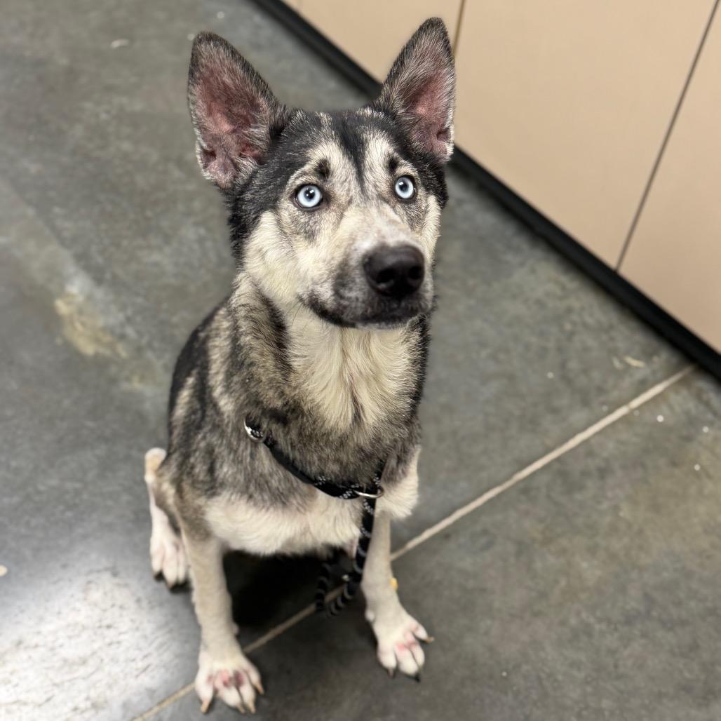 Enlarge Nala, a Adoptable mixed breed in Dickinson, TX image 5/6