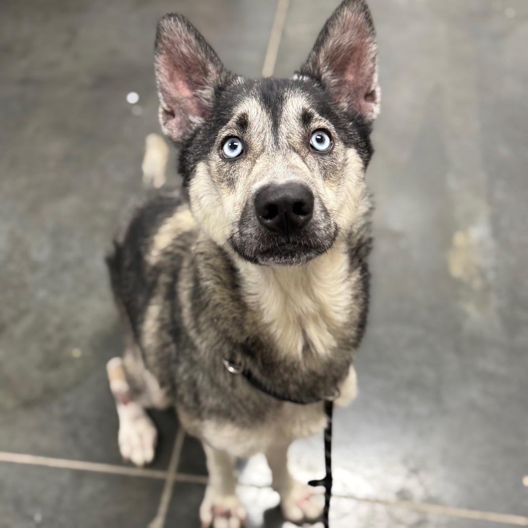 Enlarge Nala, a Adoptable mixed breed in Dickinson, TX image 6/6