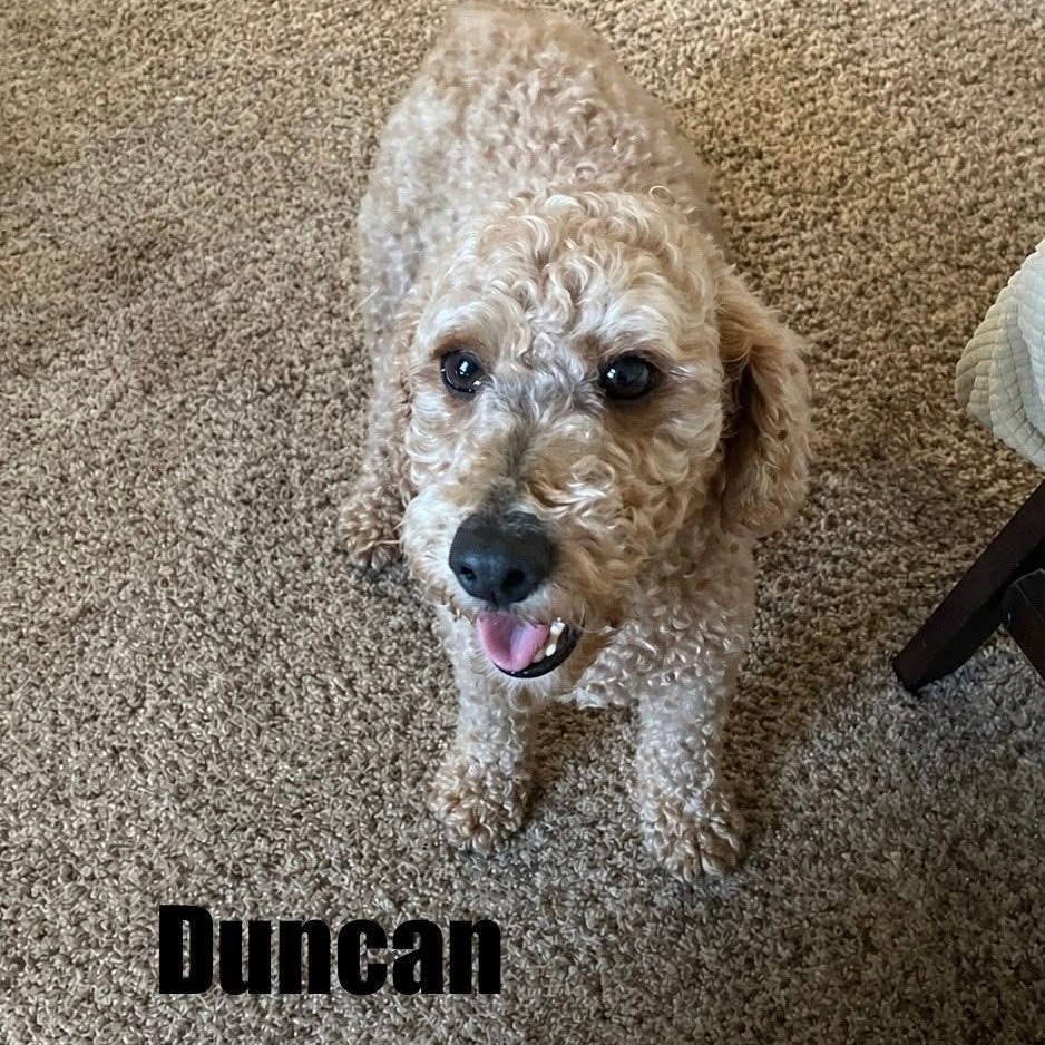 Enlarge DUNCAN, a ADOPTABLE Miniature Poodle in Schnecksville, PA image 1/2