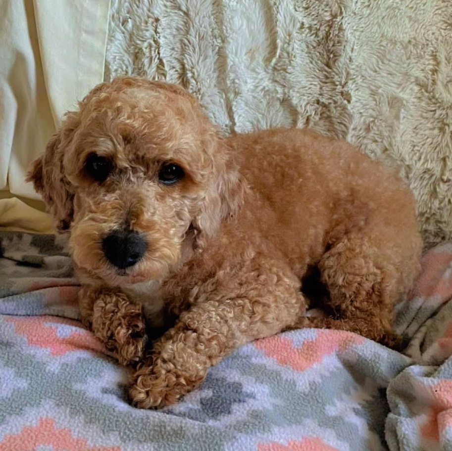 Enlarge DUNCAN, a ADOPTABLE Miniature Poodle in Schnecksville, PA image 2/2
