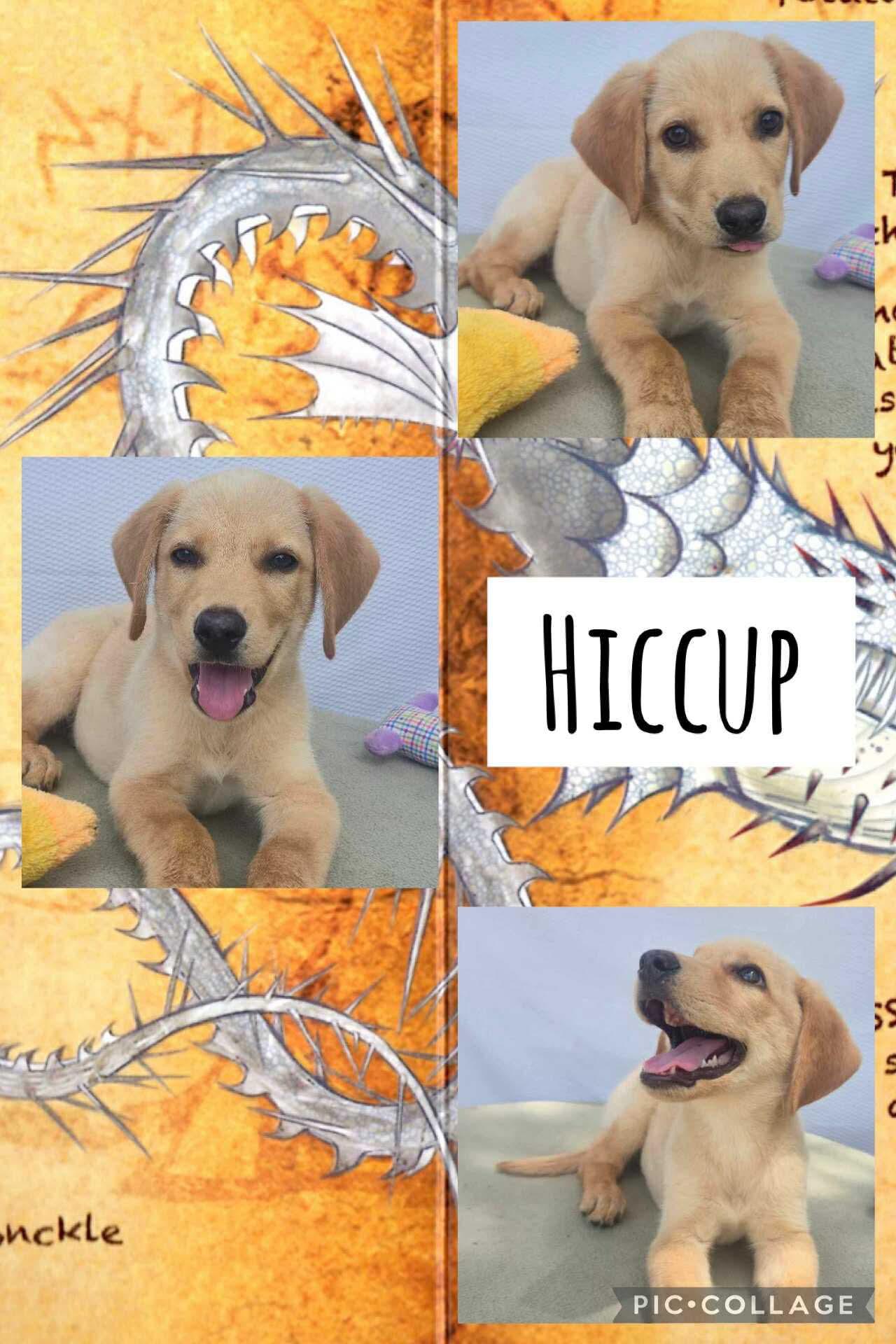 Hiccup, Baby Male Labrador Retriever
