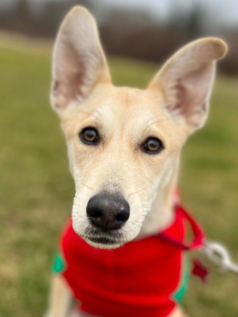 Pensacola , Adopted, Young Female Husky & German Shepherd Dog.