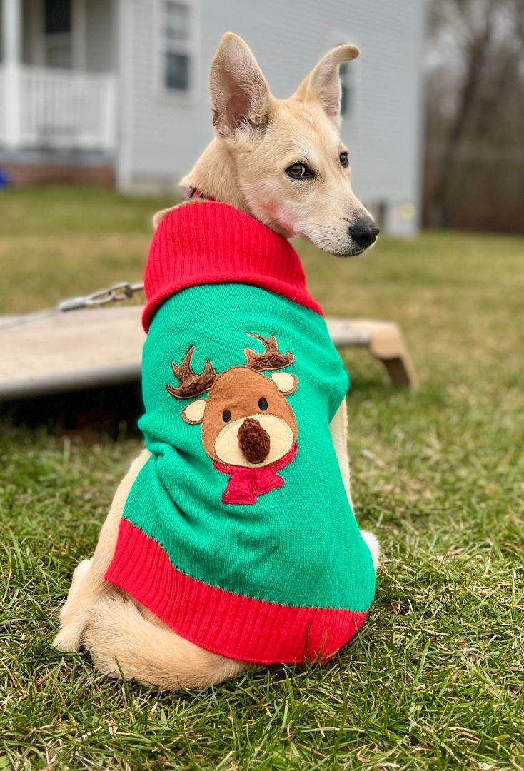 Pensacola , a Adopted mixed breed in Griswold, CT image 3/6