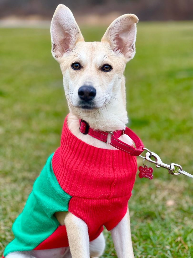 Pensacola , a Adopted mixed breed in Griswold, CT image 4/6