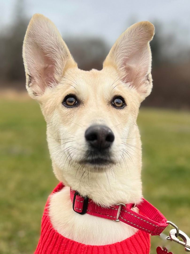 Pensacola , a Adopted mixed breed in Griswold, CT image 5/6