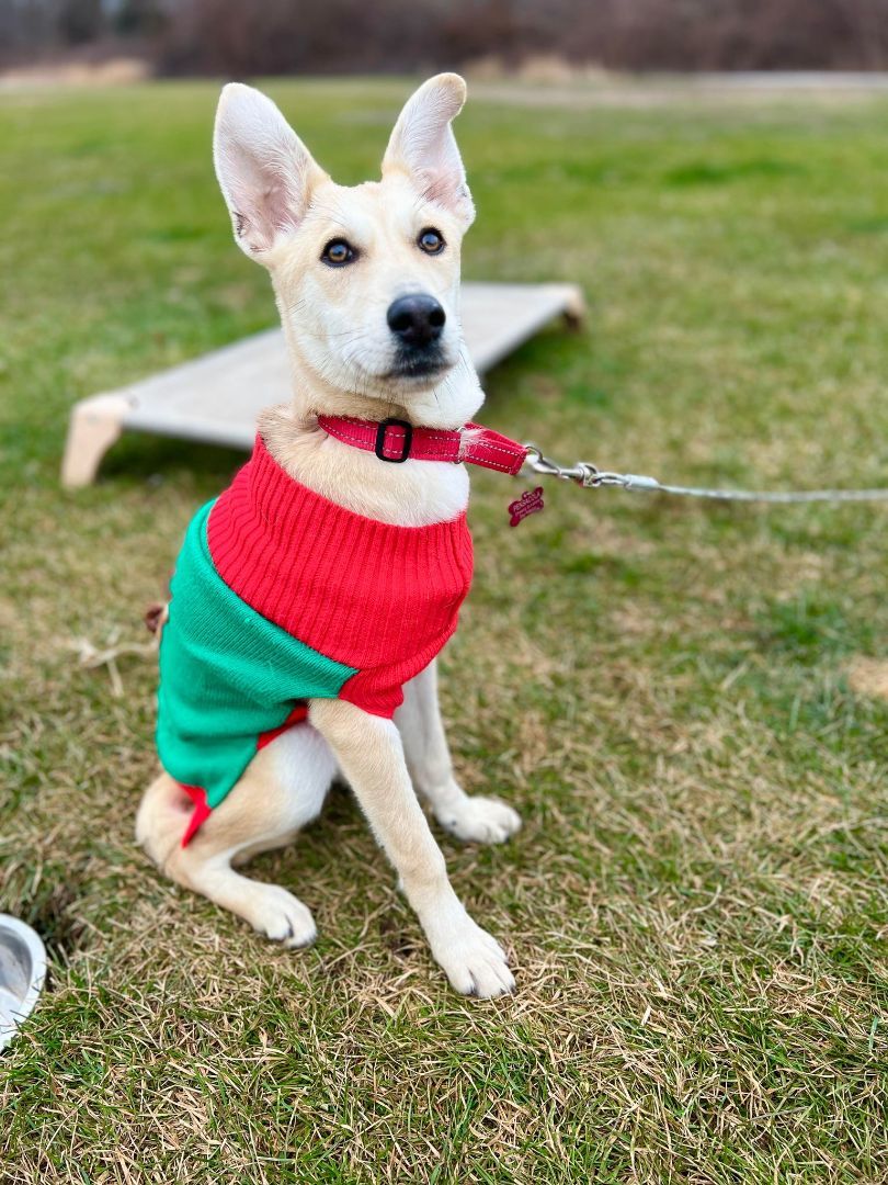 Pensacola , a Adopted mixed breed in Griswold, CT image 6/6