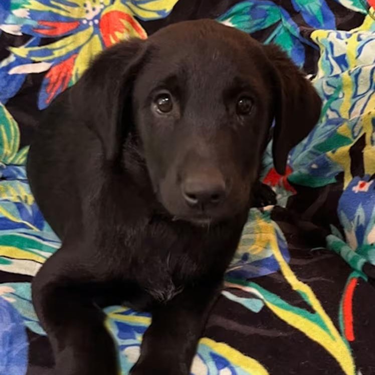 Enlarge Blake Shelton (IN TRIAL ADOPTION), a ADOPTABLE Mixed Breed in Nantucket, MA image 1/1